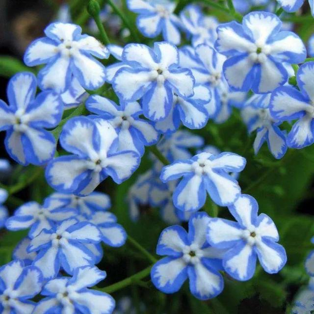 贝拉小蜜蜂草本身体乳