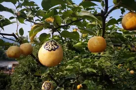 水果套袋，该不该取消？图片