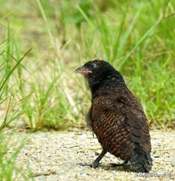 如何配制肉鸡各阶段日粮？