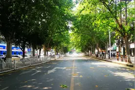汉江路上百余棵梧桐树正搬家，空中线缆将入地！图片