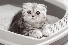做了那么久的猫奴，你确定你会正确使用猫砂图片
