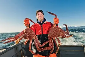 帝王蟹的骗局：入侵物种危害极大，却成天价美食，科学家担忧1事图片