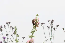 真有趣，无意间我拍到了鸟儿吃花全过程图片