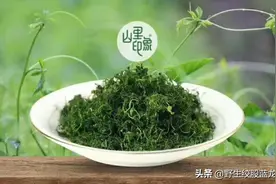 绞股蓝茶叶渣有什么用处？图片