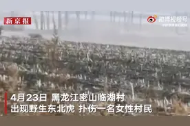 东北虎谁都不怕，除了东北话图片