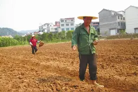 ＂头伏萝卜，二伏菜＂大白菜何时种？具体怎么种？答案来了图片