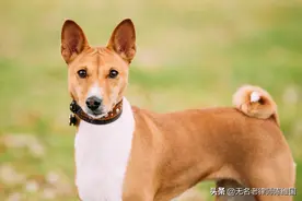 电视台里的养狗争论图片