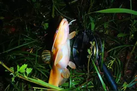 重庆山里的奇鱼，随山洪而出现，钓鱼人称它“小黄龙”图片