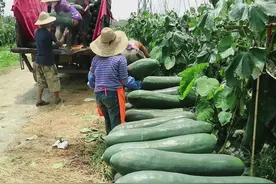 冬瓜怎么种植才有六七十斤重呢？掌握这套好方法，你也能栽培出来图片