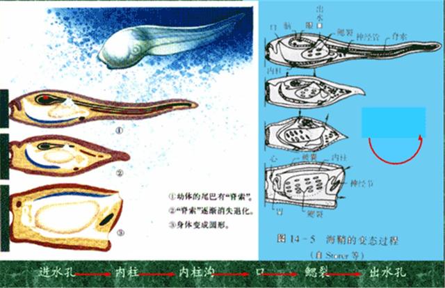 海鞘为了生存能有多狠？吃掉自己的脑子，从动物变成“植物”