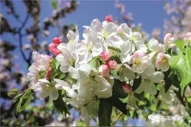 北京植物园国家海棠种质资源库：绚丽花朵添彩北方城市 | 专题图片