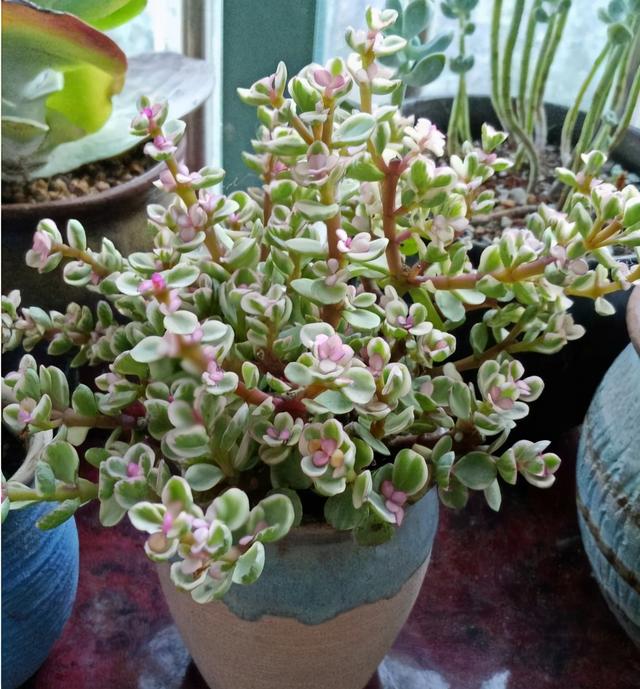 雅乐之舞老桩造型图片欣赏-知画百科