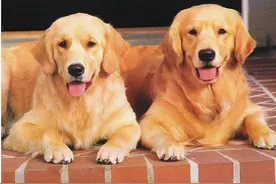 金毛出现这5大“恶习”，主人千万别纵容它图片