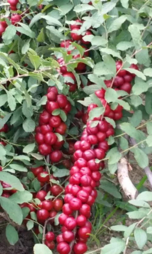 “高钙果”是一种什么样的植物？