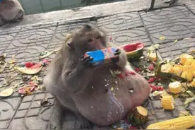 还记得那个被游客给“喂成了猪”的猴子吗，因为太肥而强制的减肥图片