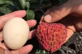 海南“荔枝王”，火山缝里长出的荔枝，个头比鸡蛋都大，味美汁甜图片