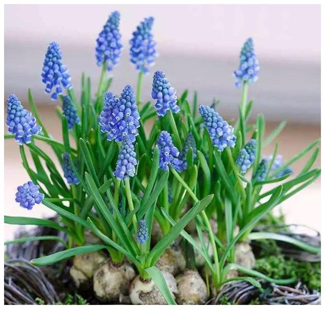 抓住秋天的尾巴种一些球根植物,为来年春暖花开做准备