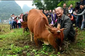 男人常说:“只有累死牛，没有耕坏田”，此话深层含义究竟如何？图片