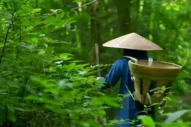 广西农民进山采药，发现美军轰炸机残骸，揭开了一段53年前的谜团图片