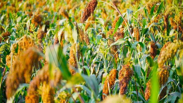 一篇读懂酱酒原料：糯高粱、小麦和水丨涨知识