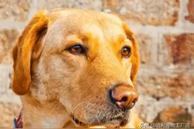 你知道为什么小狗遇到大狗，小狗叫的很凶，而大狗都默默走开吗？图片