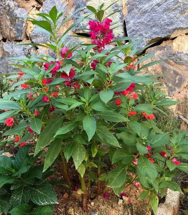 贝拉小蜜蜂草本身体乳