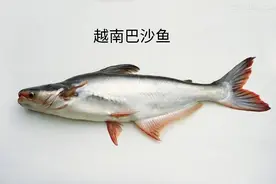 疯狂的巴沙鱼：从湄公河三角洲刮起的水产飓风图片