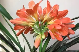 徐彦君原创歌词50首图片