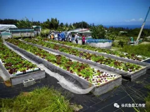 鱼菜共生的痛点—技术