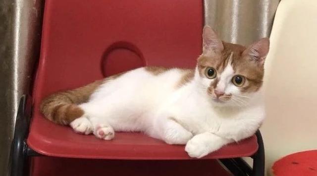 猫罐头中的瓜尔胶是什么东西 2026年猫罐头瓜尔胶对猫有害吗
