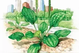 丨跟我学中草药丨来听听车前草的故事图片