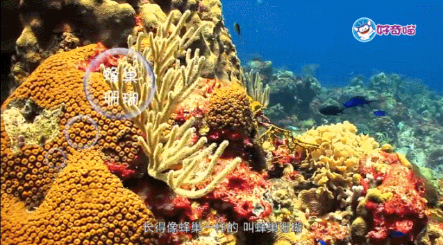 大量免费干货，让孩子玩手机涨知识的App就在这里