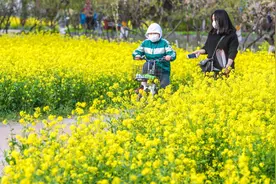 北京东五环边上大片油菜花怒放，一起来云赏花！图片