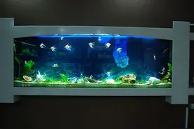 鱼缸的各种过滤方式，了解如何选择不同的过滤器，才能更好的养鱼图片