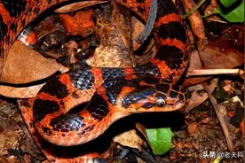 赤链蛇：体含微毒，为何却被认为是剧毒蛇？原来全靠蟾蜍“续毒”图片