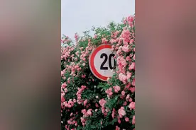 温柔的定义图片