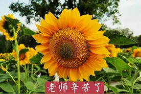 取消教师节的呼声不时响起：拨开云雾见青天，不妨参考这三点图片