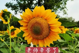 取消教师节的呼声不时响起：拨开云雾见青天，不妨参考这三点图片