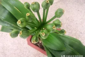 学会君子兰“看果识品种”图片