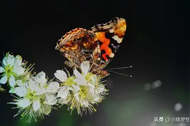 美图：蝴蝶与花儿图片