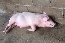 猪张嘴喘气怪叫是啥病？猪尖叫还带喘怎么回事？这些病要知道图片