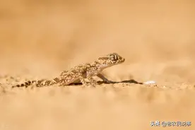 农村老家常有壁虎进门，好事还是坏事？壁虎进门能打吗？看完明白图片