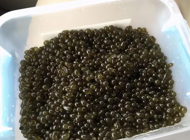 叫米不是米，附生于稻田，曾遭嫌弃没人捡，如今靠种植才够吃