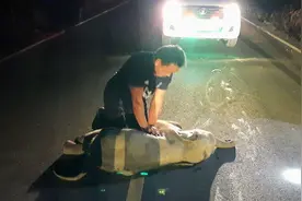 泰国大象被摩托撞晕，男子做心肺复苏却找不到心脏，最后怎样了？图片