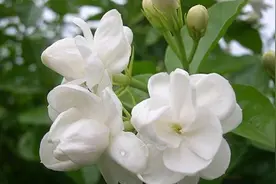 夏花之王茉莉花阳台盆栽管理养护要点图片
