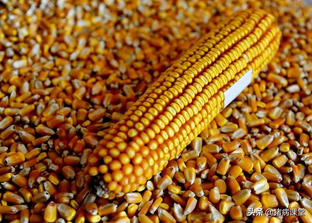 玉米质量的检验方法！玉米等级区分