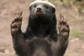 让蜜獾绝望的蛇，平头哥：我拿你当辣条，你竟然“馋”我身子？图片