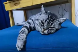 一人一猫的生活，是相互的守望，更是彼此的治愈图片