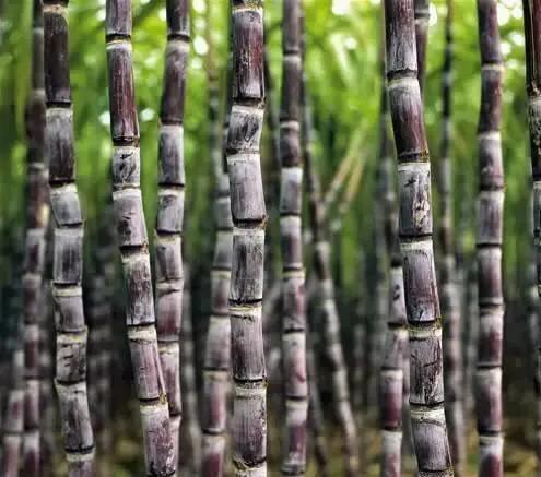 海南的水果上市时间表你知道有什么水果吗？