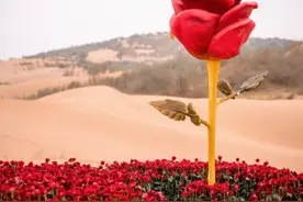 节日特辑vol.13 | 一场关于爱情的玫瑰行动图片